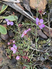 Euryomyrtus ramosissima ramosissima
