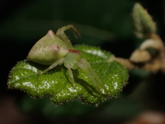 Sidymella rubrosignata