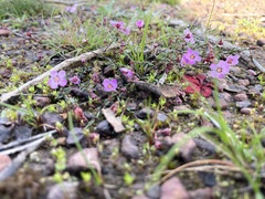 Euryomyrtus ramosissima ramosissima