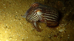 Sepioloidea lineolata
