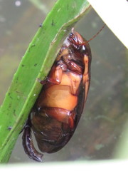 Cybister lateralimarginalis
