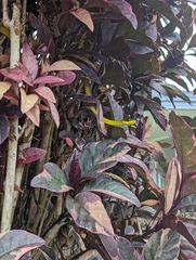 Dendrelaphis punctulatus