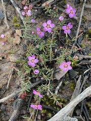 Euryomyrtus ramosissima ramosissima