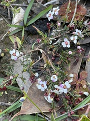 Euryomyrtus ramosissima ramosissima