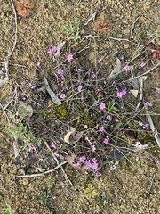 Euryomyrtus ramosissima ramosissima