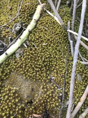 Pseudocrossidium crinitum