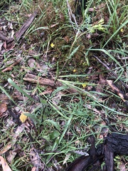 Senecio picridioides