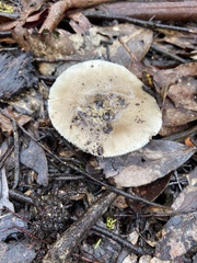 Amanita cinerascens