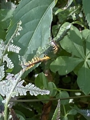 Scolopendra mutilans