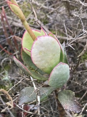 Cotyledon xanthantha