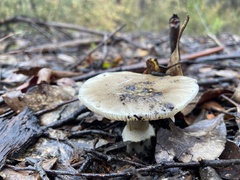 Amanita cinerascens