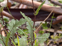 Senecio picridioides