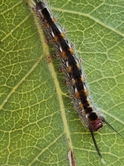 Nataxa flavescens