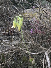 Cotyledon xanthantha