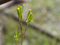 Senecio picridioides