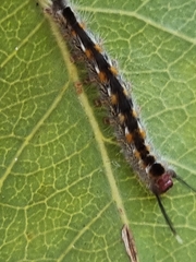 Nataxa flavescens