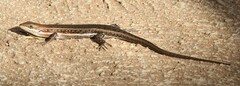 Trachylepis varia