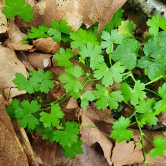 Hydrocotyle sibthorpioides