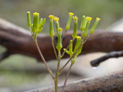 Senecio picridioides