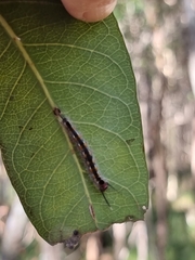 Nataxa flavescens