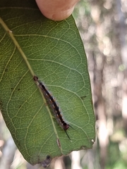 Nataxa flavescens