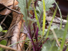 Senecio picridioides