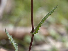 Senecio picridioides
