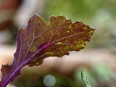 Senecio picridioides