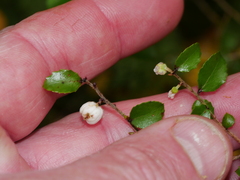 Gaultheria antipoda
