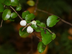 Gaultheria antipoda