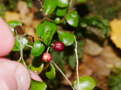 Gaultheria antipoda