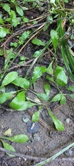 Mazus novaezeelandiae impolitus