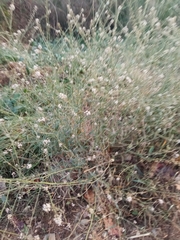 Lepidium graminifolium