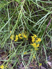 Senecio linearifolius
