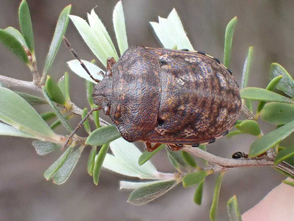 Austrotichus rugosus