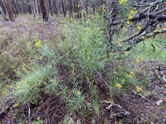 Senecio linearifolius
