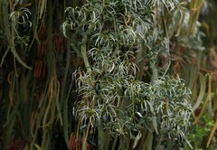 Clematis microphylla