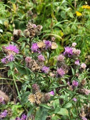 Centaurea phrygia pseudophrygia
