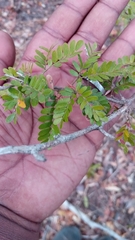 Macphersonia gracilis