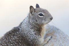 Otospermophilus beecheyi
