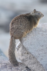 Otospermophilus beecheyi