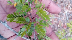 Macphersonia gracilis