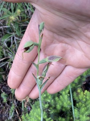 Calochilus