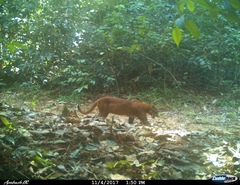 Asian Golden Cat photo 5