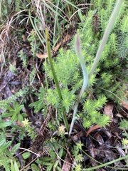 Calochilus
