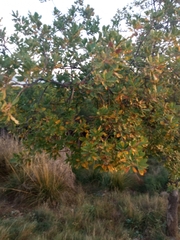 Quercus faginea