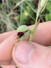 Calochilus