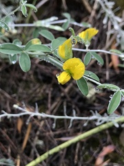 Rhynchosia leucoscias