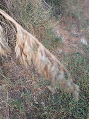 Ampelodesmos mauritanicus