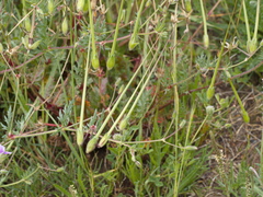 Erodium botrys